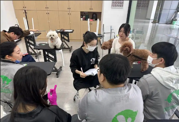梅州市宠物美容宠物美容培训学校 - 价格